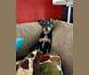 Blitzen, an Australian Cattle Dog and Doberman Pinscher mix tested with EmbarkVet.com