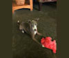Ms. Pixie, an Italian Greyhound tested with EmbarkVet.com