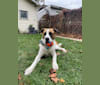 Goudacris, a German Shepherd Dog and Mountain Cur mix tested with EmbarkVet.com