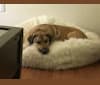 Jeff, a Labrador Retriever and German Shepherd Dog mix tested with EmbarkVet.com