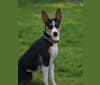 Photo of Country Rascal Sweet Potato, a Rat Terrier and Basenji mix in Yamhill, Oregon, USA