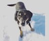 Jombi, a Labrador Retriever and Cocker Spaniel mix tested with EmbarkVet.com