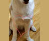 Kody Chasky, a Siberian Husky and American Pit Bull Terrier mix tested with EmbarkVet.com