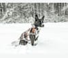 Athena, a Siberian Husky and Boston Terrier mix tested with EmbarkVet.com