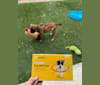 Diego, a Mastiff and German Shepherd Dog mix tested with EmbarkVet.com