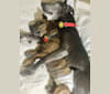 Photo of T-John, a Miniature Pinscher, Boston Terrier, American Eskimo Dog, and Miniature Schnauzer mix in Arkansas, USA