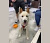 Obi, a Hong Kong Village Dog tested with EmbarkVet.com