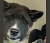 Grizzly, an Akita and German Shepherd Dog mix tested with EmbarkVet.com