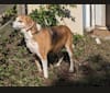 Photo of Brie, an American Foxhound  in Chase City, VA, USA