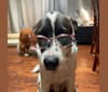 Benny, a Siberian Husky and German Shepherd Dog mix tested with EmbarkVet.com