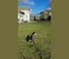 Dozer, a Catahoula Leopard Dog tested with EmbarkVet.com