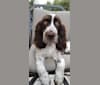 Photo of Oliver Spark de l'Amadis, a French Spaniel  in Québec, QC, Canada