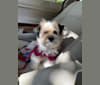 Ruby, a Havanese and Yorkshire Terrier mix tested with EmbarkVet.com