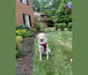 Winnie, a Southeast Asian Village Dog and Golden Retriever mix tested with EmbarkVet.com