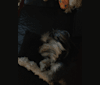 Benji, a Yorkshire Terrier tested with EmbarkVet.com