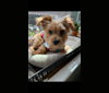 Photo of Chewbacca, a Yorkshire Terrier, Maltese, Pomeranian, Miniature Pinscher, and Mixed mix in TN, USA