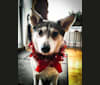 Kawaii, a Siberian Husky and Labrador Retriever mix tested with EmbarkVet.com