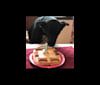Lizzy, a Labrador Retriever and Siberian Husky mix tested with EmbarkVet.com