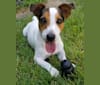 Photo of Kiko, a Russell-type Terrier  in Redding, California, USA