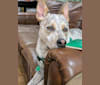Cody, an Australian Cattle Dog and American Pit Bull Terrier mix tested with EmbarkVet.com