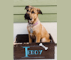 Teddy, an American Pit Bull Terrier and Labrador Retriever mix tested with EmbarkVet.com