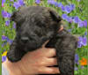Mungo (TELLANDGRAY LOUIS OF ANCINNEADH), a Scottish Terrier tested with EmbarkVet.com