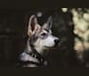 Photo of Oberon Wakanda Tachunga, a Saarloos Wolfdog  in Germany