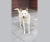 Freyja, a Japanese or Korean Village Dog and Jindo mix tested with EmbarkVet.com