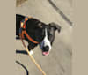 Springer, an American Pit Bull Terrier and American Foxhound mix tested with EmbarkVet.com