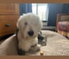 Photo of Levy, an Old English Sheepdog  in Solon, Maine, USA