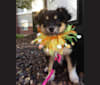 Luna, an Australian Cattle Dog and Chow Chow mix tested with EmbarkVet.com
