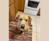 Duke, a Saint Bernard and Labrador Retriever mix tested with EmbarkVet.com