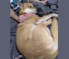 Photo of Outlaw, a Siberian Husky, Belgian Malinois, German Shepherd Dog, and Mixed mix in San Diego, California, USA