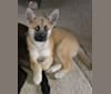 Photo of Ripley, an Akita Inu, Great Pyrenees, German Shepherd Dog, and Australian Cattle Dog mix in Mission, British Columbia, Canada