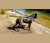 Trigger, a Mastiff and Cane Corso mix tested with EmbarkVet.com