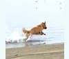 Marley, a German Shepherd Dog and Chihuahua mix tested with EmbarkVet.com