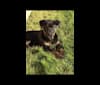 Bruno, a Rottweiler and Siberian Husky mix tested with EmbarkVet.com