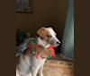 Riley, a Rat Terrier and Beagle mix tested with EmbarkVet.com