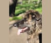 Gibson, a German Shepherd Dog and Rottweiler mix tested with EmbarkVet.com