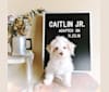 Caitlin Jr., a Havanese and Bichon Frise mix tested with EmbarkVet.com