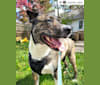 Latke, an American Pit Bull Terrier and Australian Cattle Dog mix tested with EmbarkVet.com