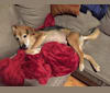 Photo of Hurley, a Beagle, Chow Chow, Labrador Retriever, and Siberian Husky mix in Melbourne, Florida, USA