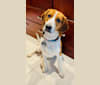 Murphy, an American Foxhound and Redbone Coonhound mix tested with EmbarkVet.com