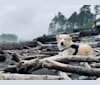 Koa, a Siberian Husky and Golden Retriever mix tested with EmbarkVet.com