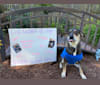 Cassie, an American Pit Bull Terrier and Labrador Retriever mix tested with EmbarkVet.com