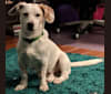 Owen, an Australian Cattle Dog and Basset Hound mix tested with EmbarkVet.com