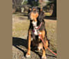 Willy, an American Foxhound and Pointer mix tested with EmbarkVet.com