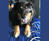 Bear, a German Shepherd Dog and Rottweiler mix tested with EmbarkVet.com