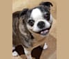 Bug, a Boston Terrier and Pug mix tested with EmbarkVet.com