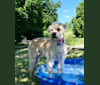 Photo of Benji Borden, a Soft Coated Wheaten Terrier  in Cumberland, RI, USA